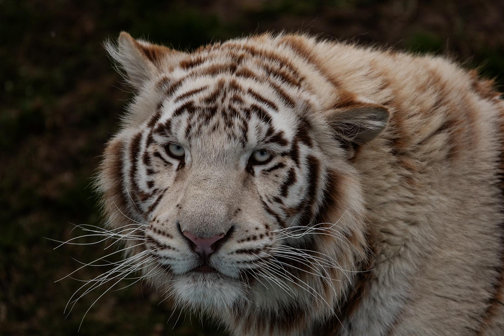 Weißer Tiger Portrait 004a