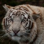 Weißer Tiger Portrait 004a