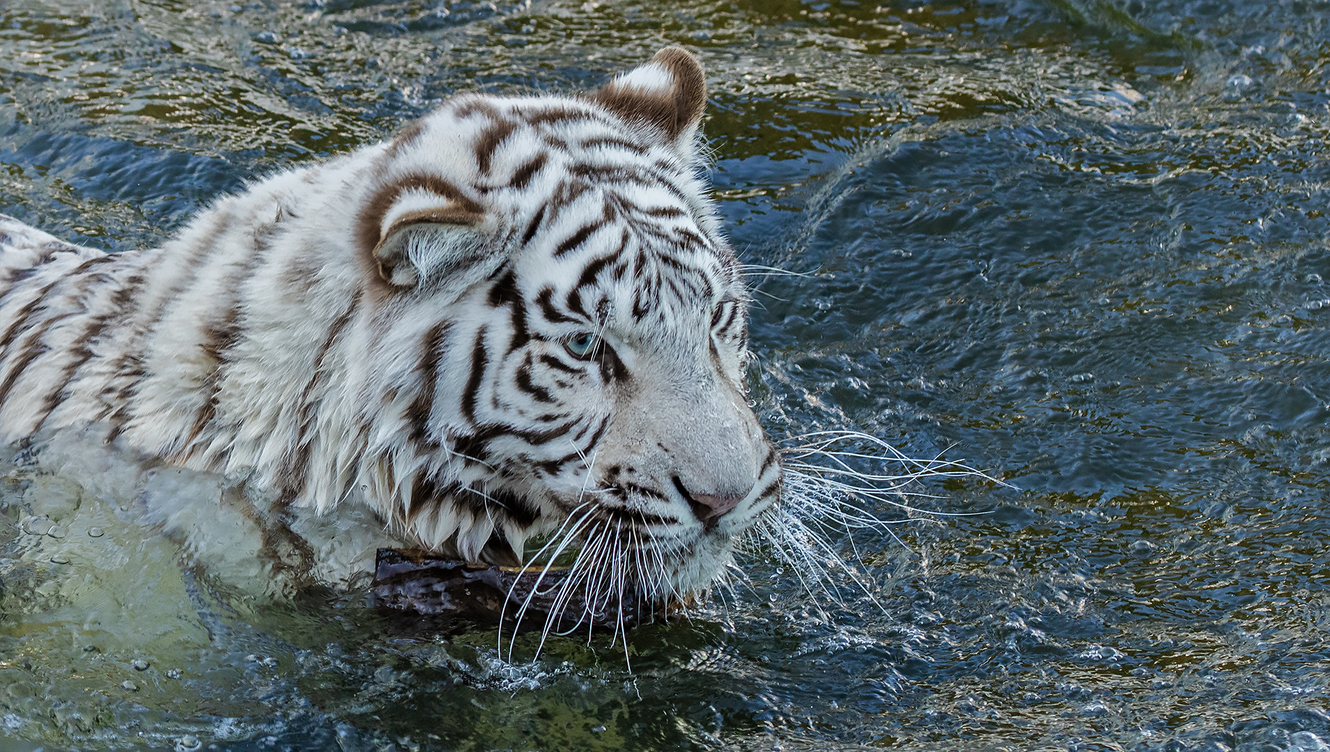 Weißer Tiger -Portrait