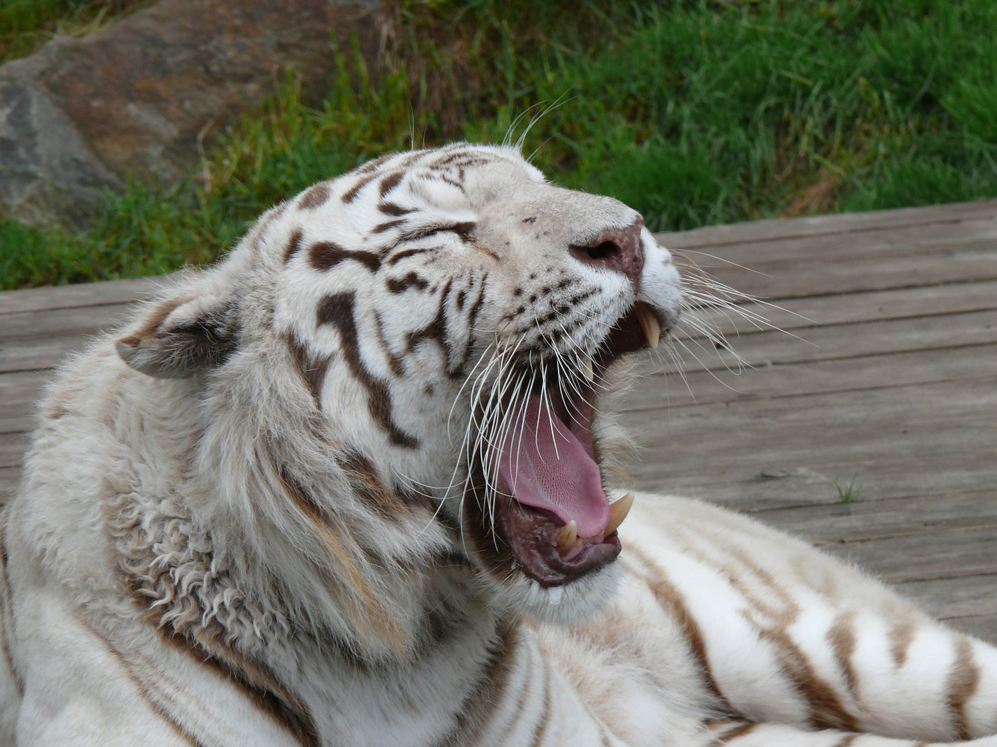 Weißer Tiger -- Roar...
