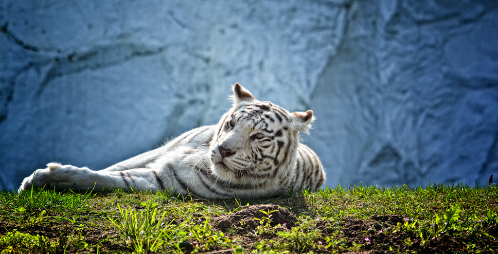 Weißer Tiger Safaripark Stuckenbrock