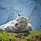 Weißer Tiger Safaripark Stuckenbrock