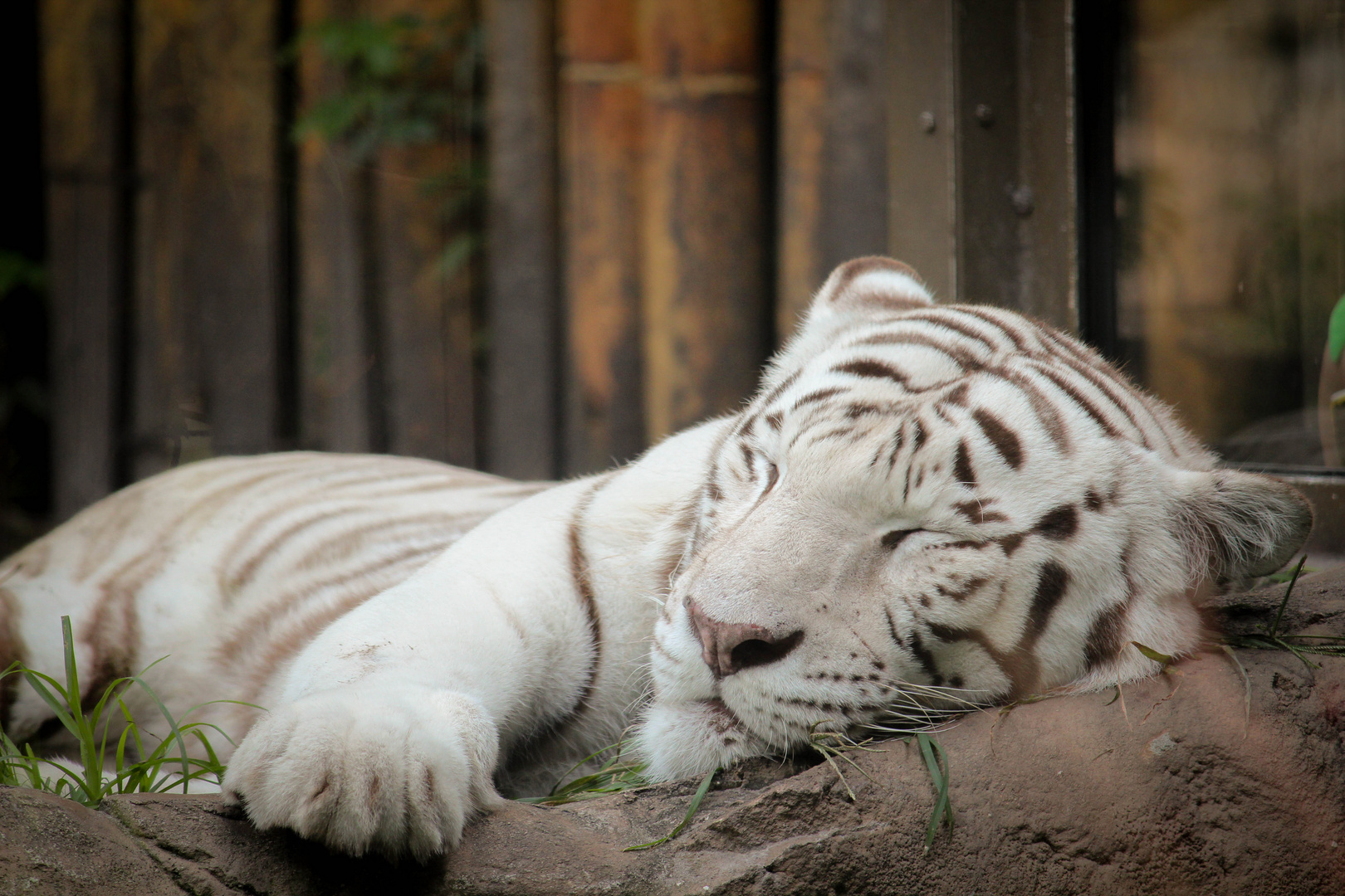 weisser Tiger schlafend