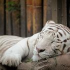 weisser Tiger schlafend
