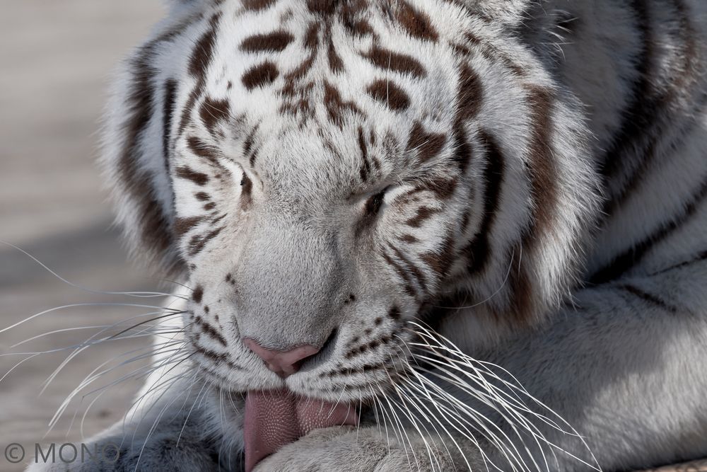 weißer Tiger - Schleckermaul