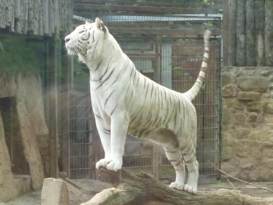 weißer Tiger Zoo