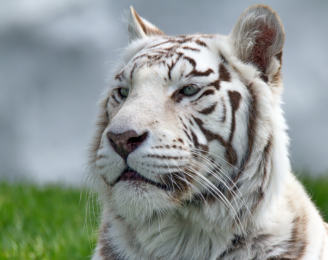 Weißer Tiger(Portrait)