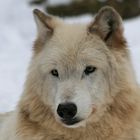 Weißer Timberwolf