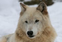 Weißer Timberwolf
