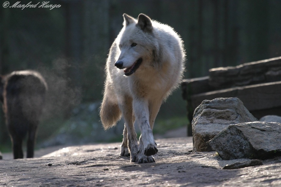 Weißer Timberwolf im Gegenlicht