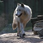 Weißer Timberwolf im Gegenlicht