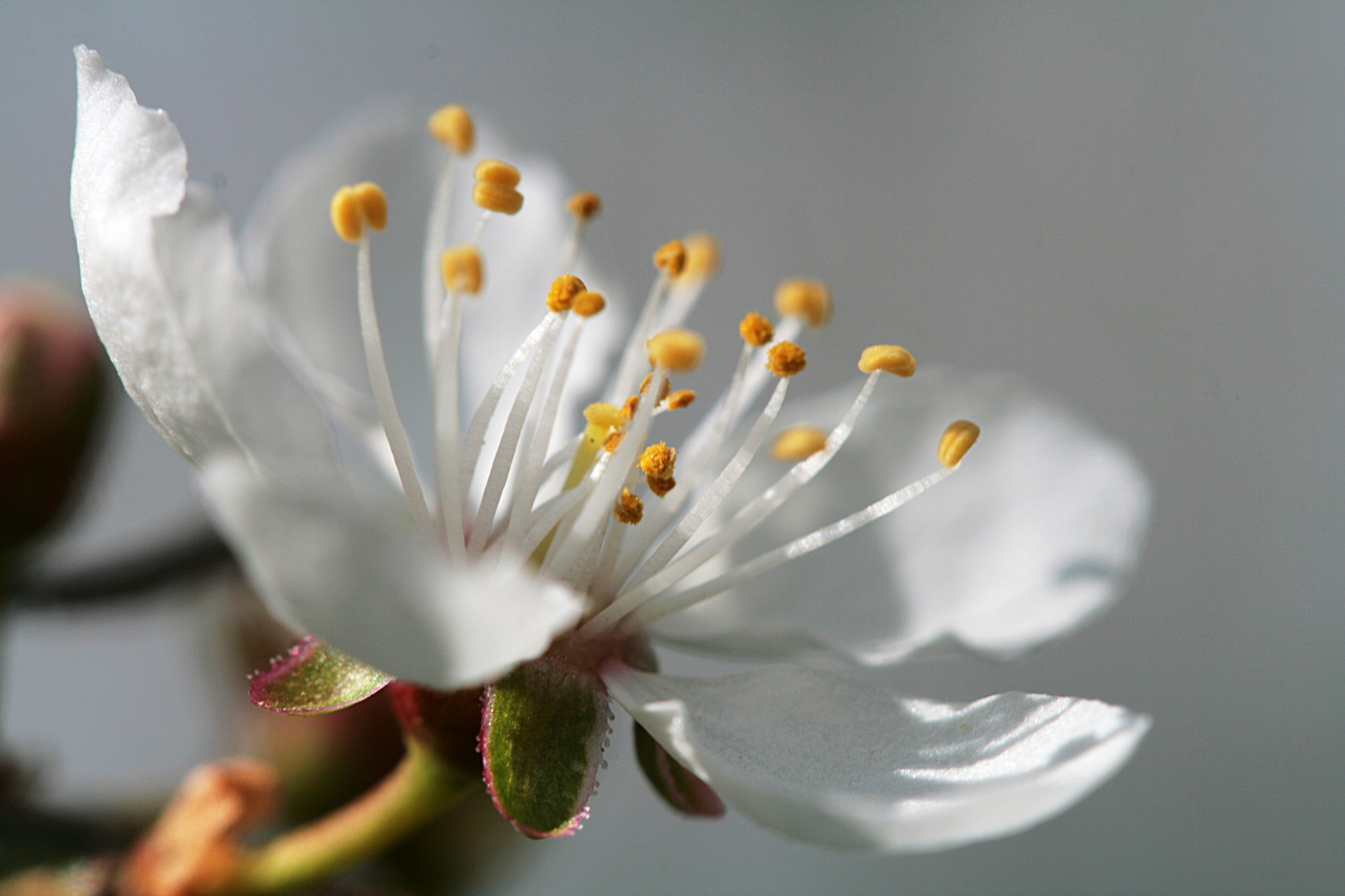 weißer Traum im Frühling