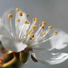 weißer Traum im Frühling