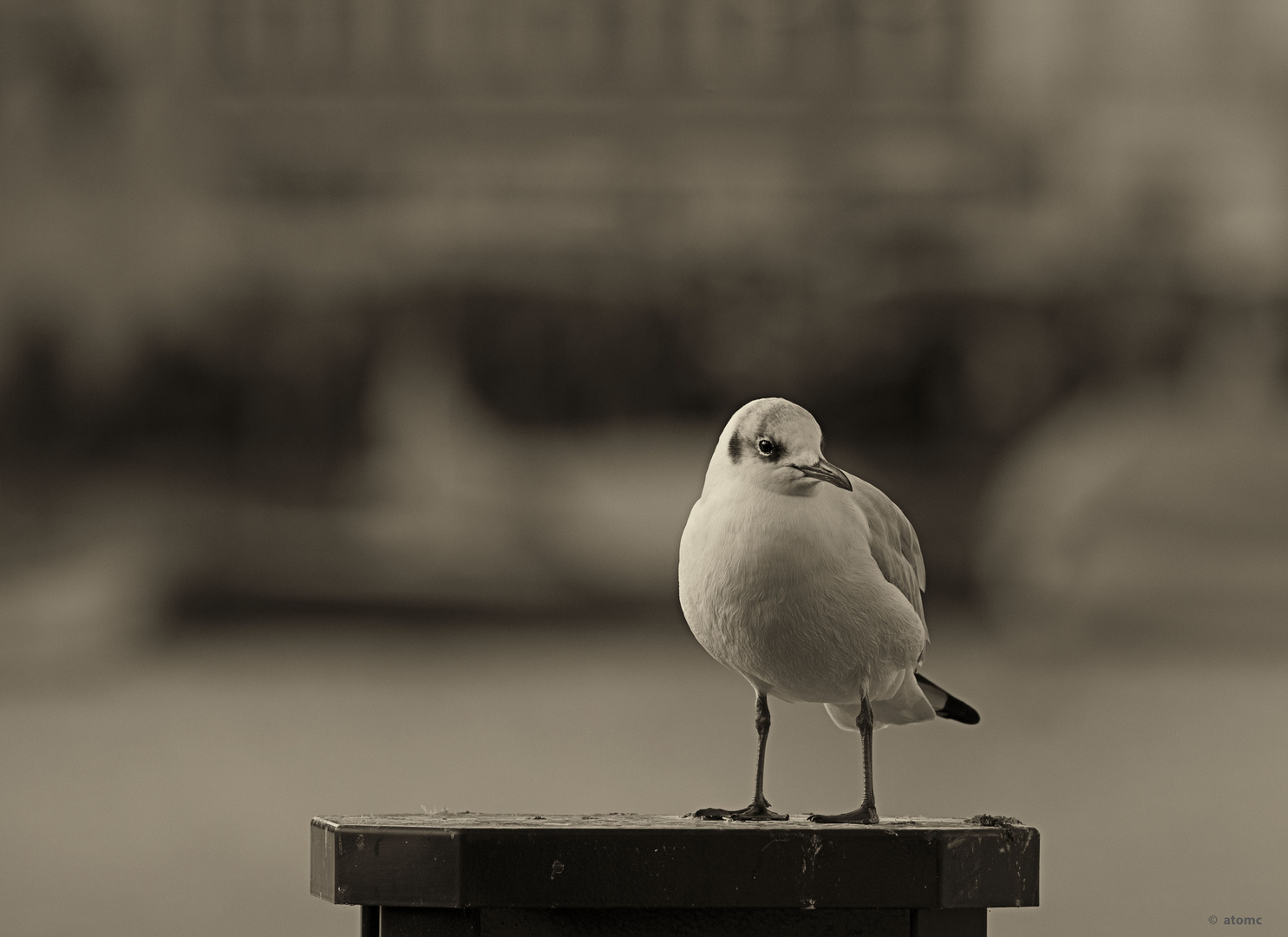 weisser Vogel