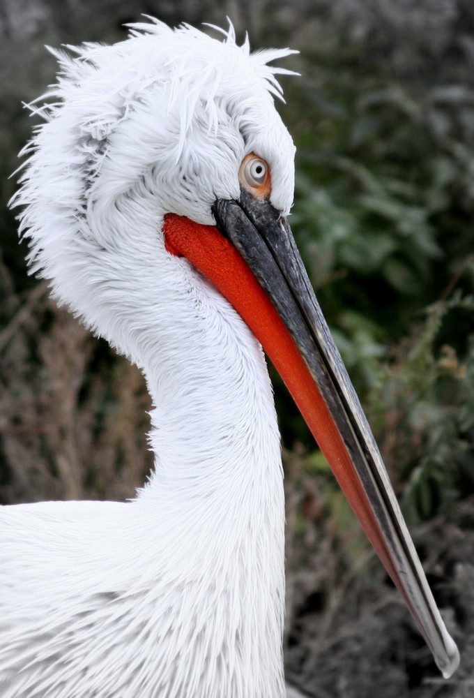 Weißer Vogel