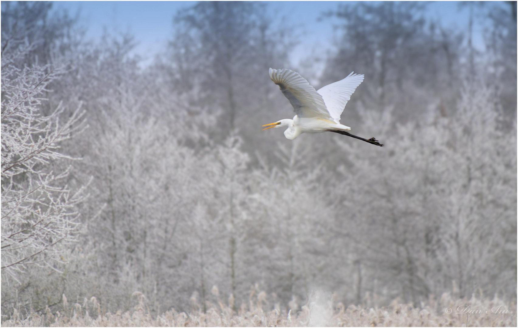 Weißer Vogel auf weißem Grund