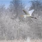 Weißer Vogel auf weißem Grund