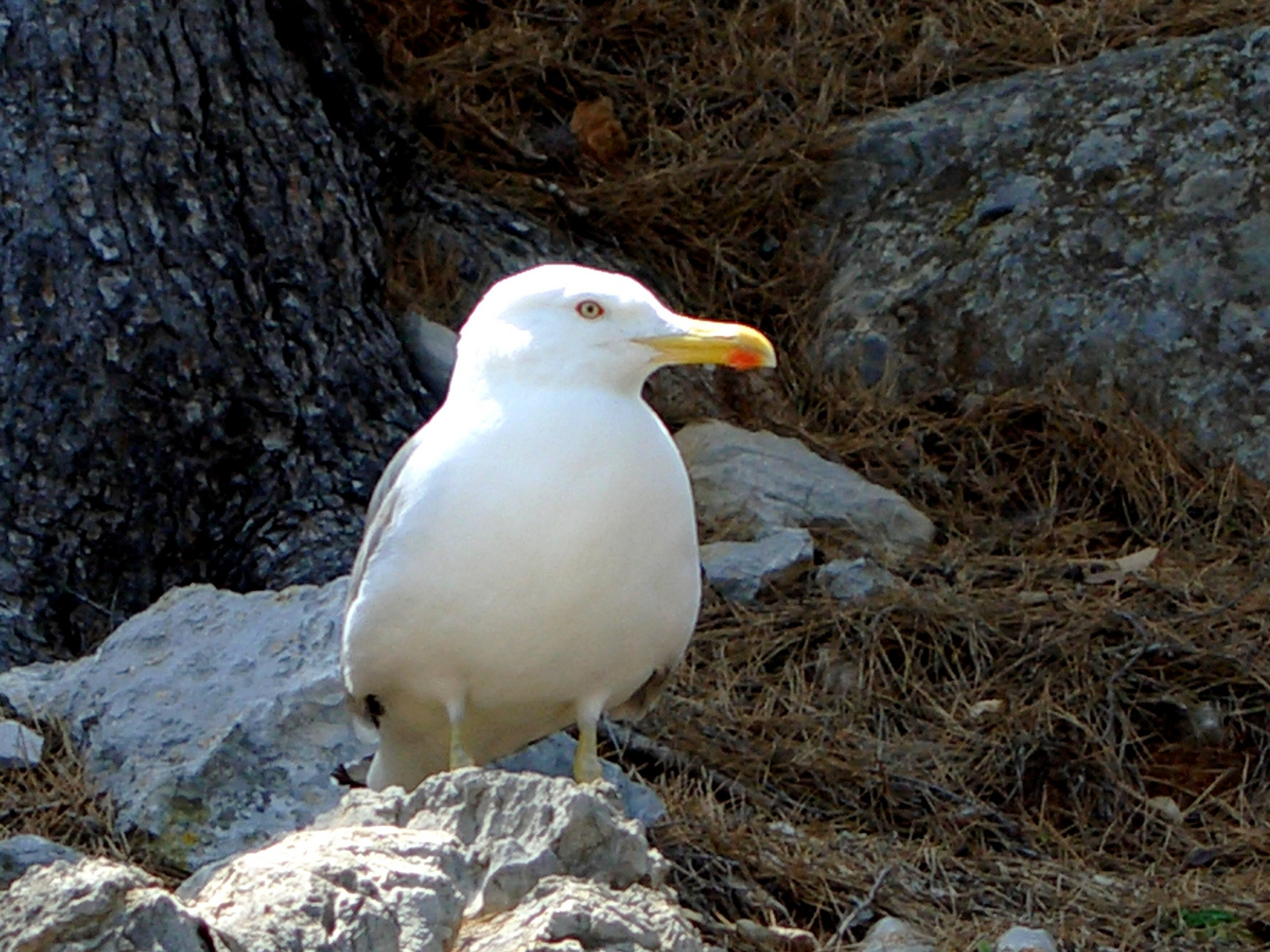 Weißer Vogel