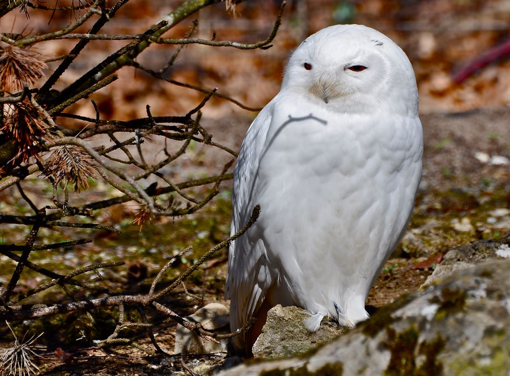 Weißer Wächter