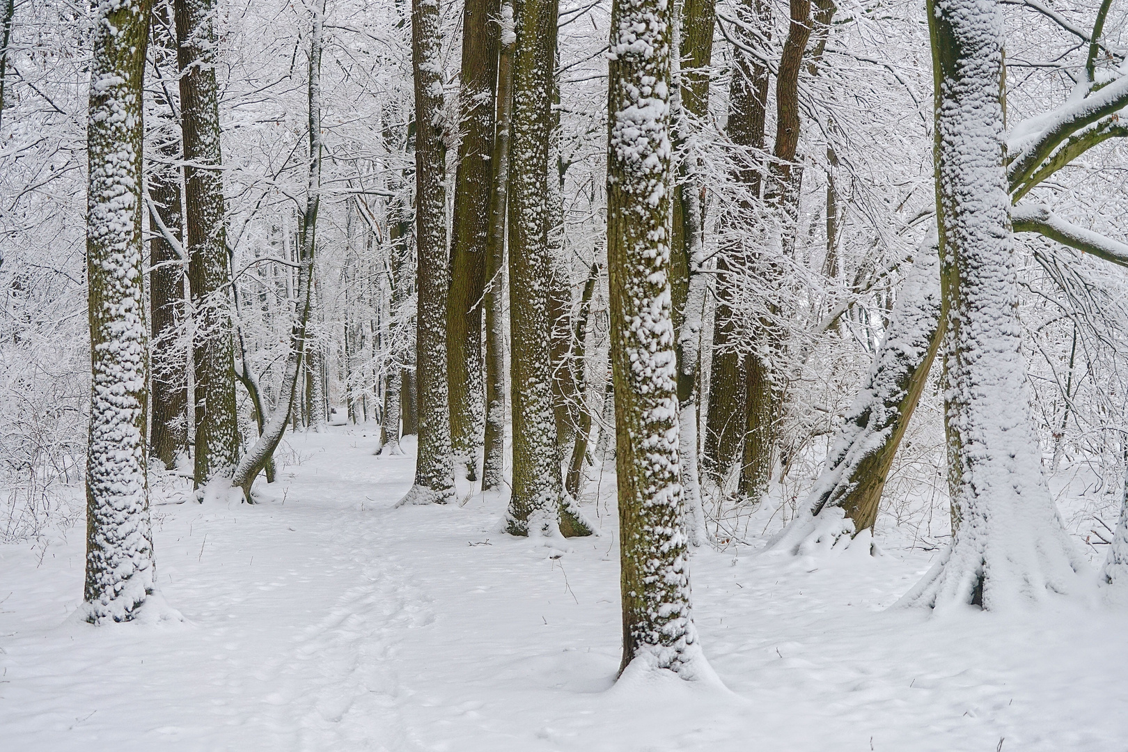 Weißer Wald