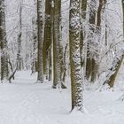 Weißer Wald