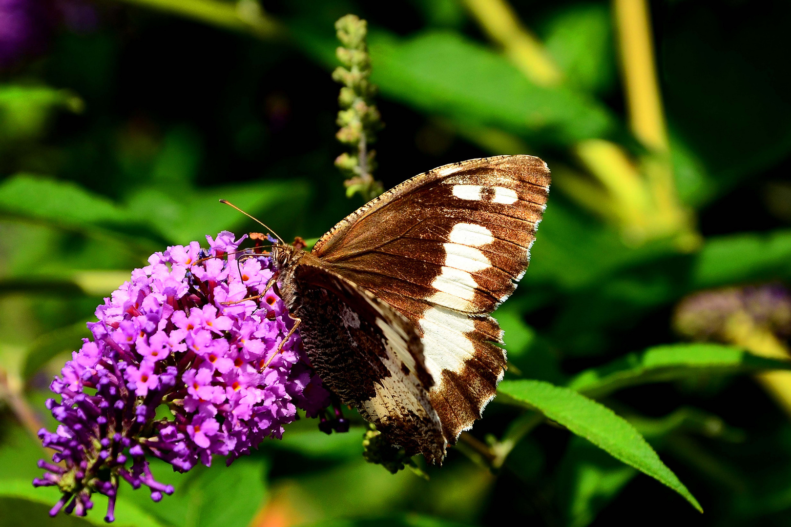 Weißer Waldportier (Aulocera circe) Edelfalter auf Sommerflieder