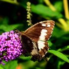 Weißer Waldportier (Aulocera circe) Edelfalter auf Sommerflieder