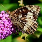 Weißer Waldportier (Aulocera circe) Edelfalter auf Sommerflieder II