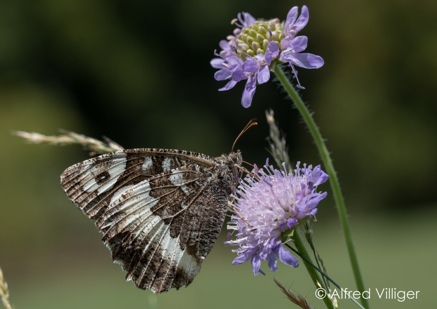 Weisser Waldportier  ( Brintesia circe )