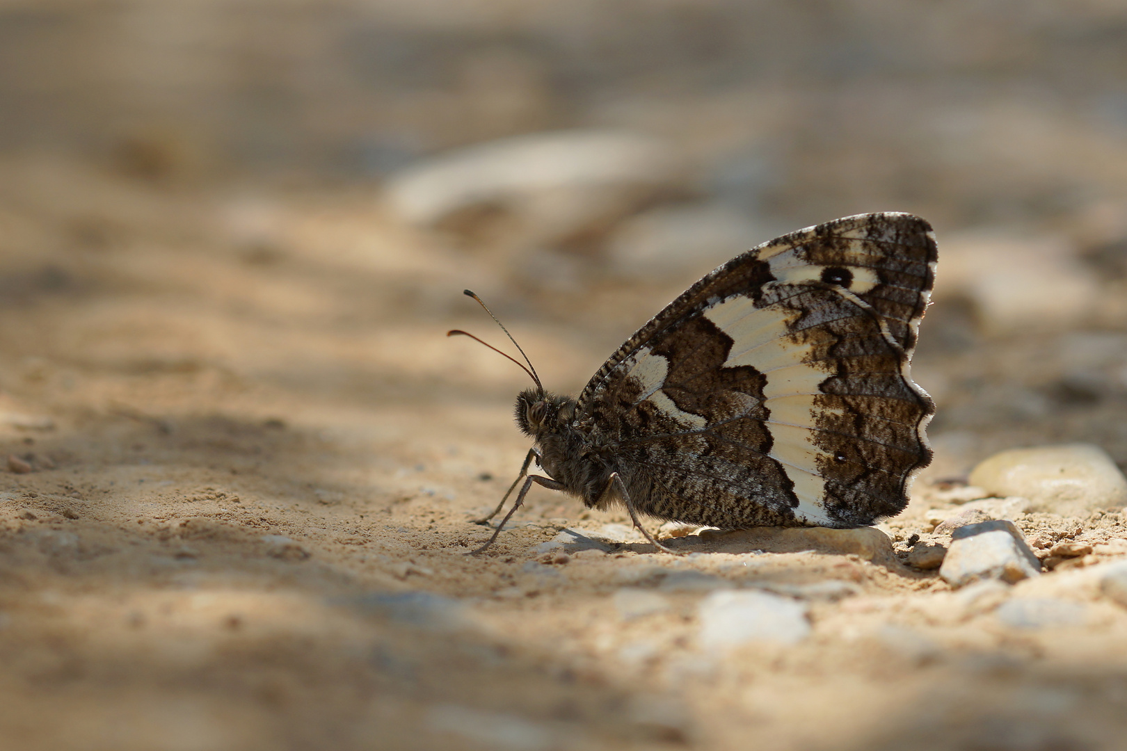 Weißer Waldportier (Brintesia circe)