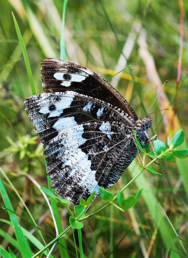 Weißer Waldportier ( Brintesia circe )