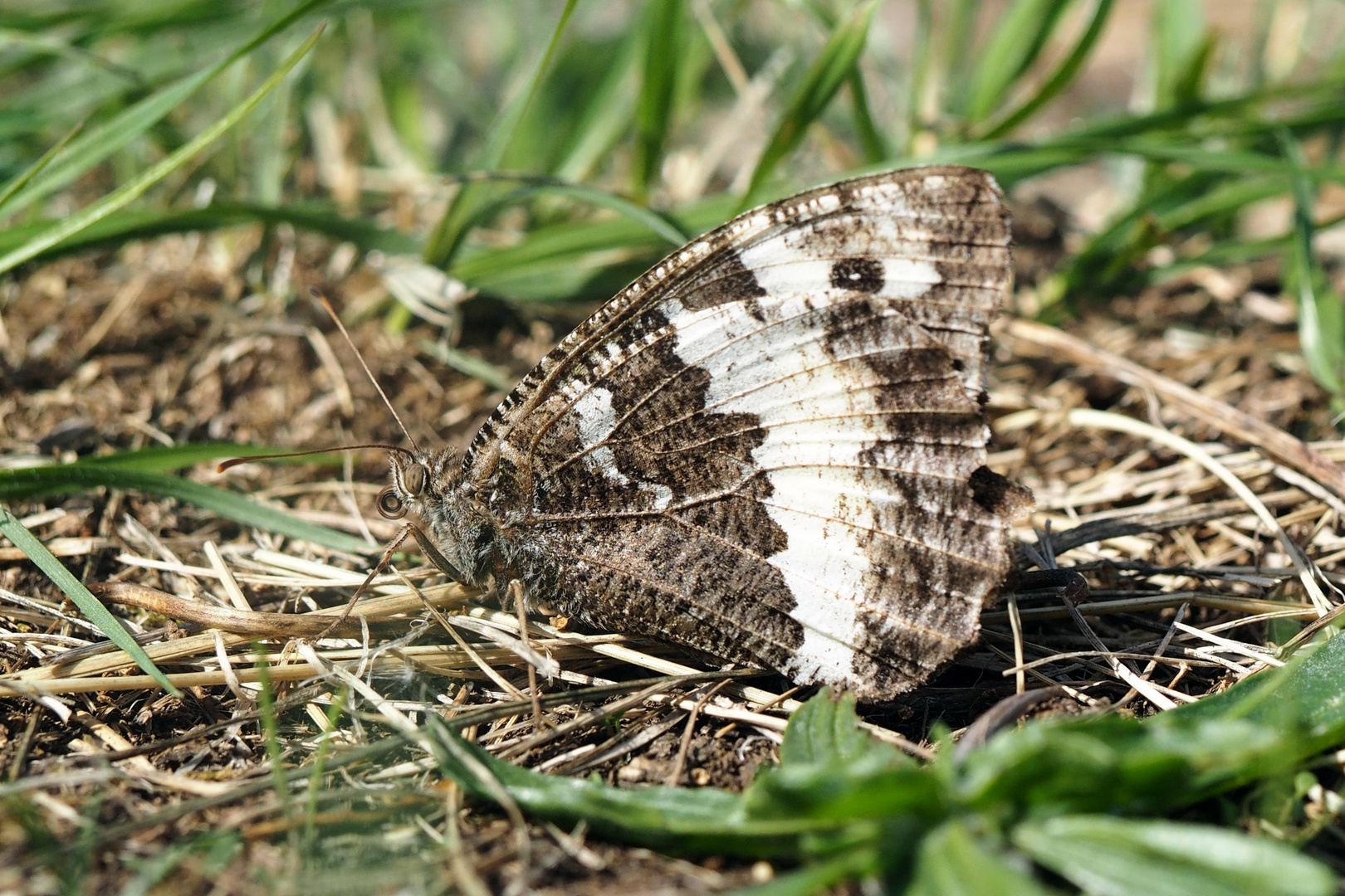 Weißer Waldportier