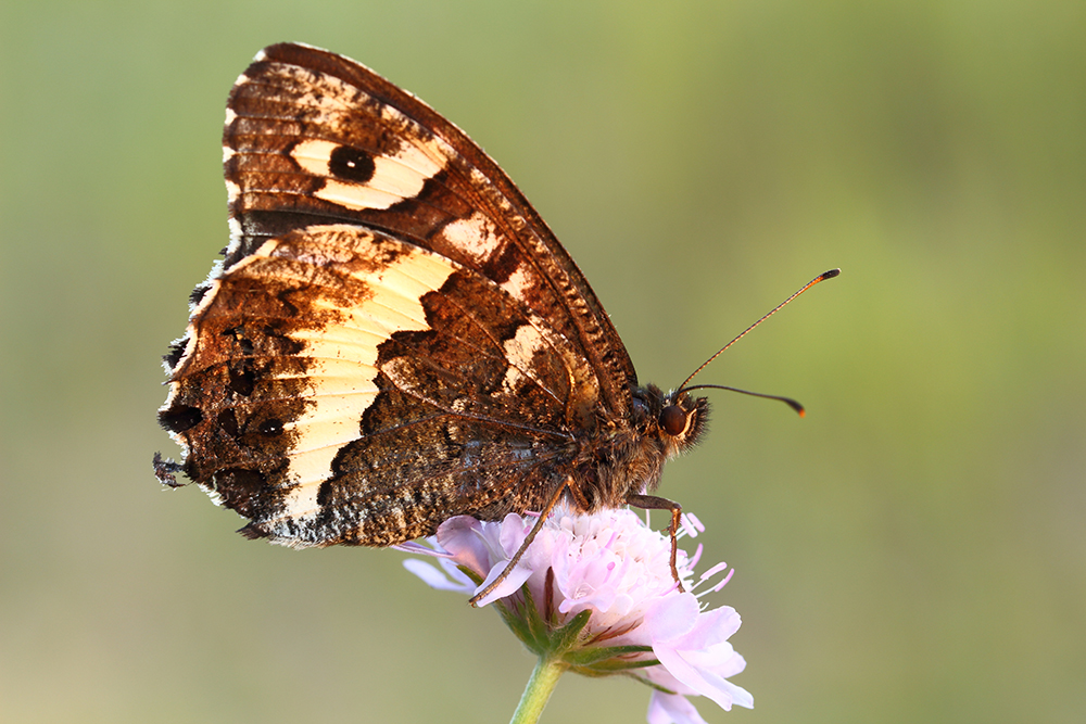 Weisser Waldportier