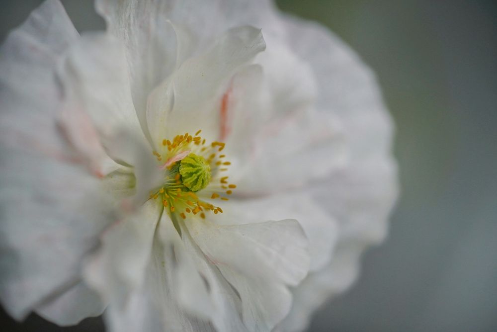 Weißer Wiesenmohn