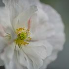 Weißer Wiesenmohn