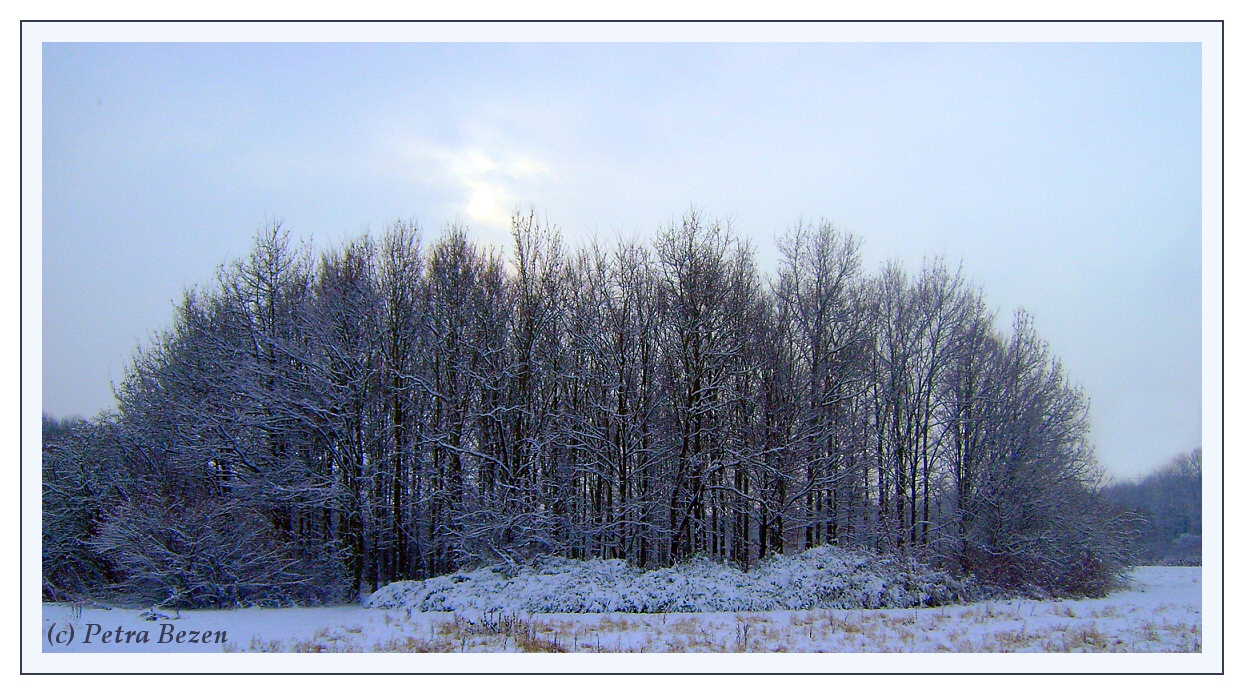 weisser Winterwald...