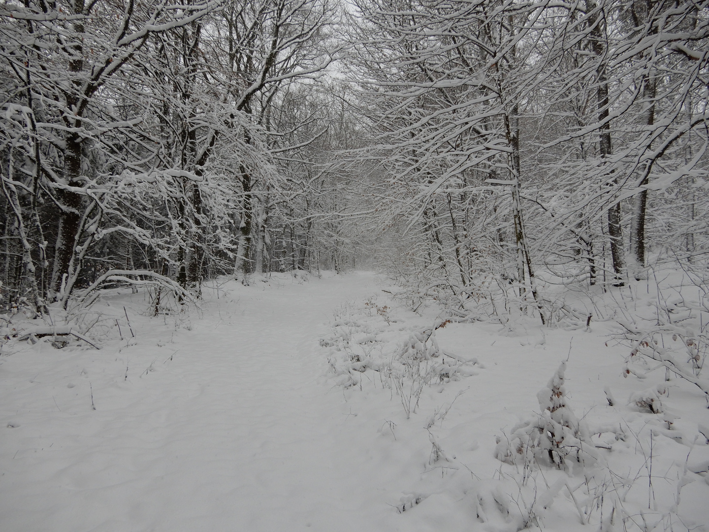 Weißer Winterwald