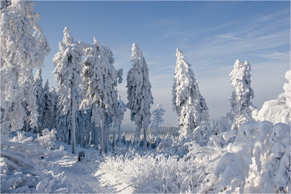 Weißer Winterwald