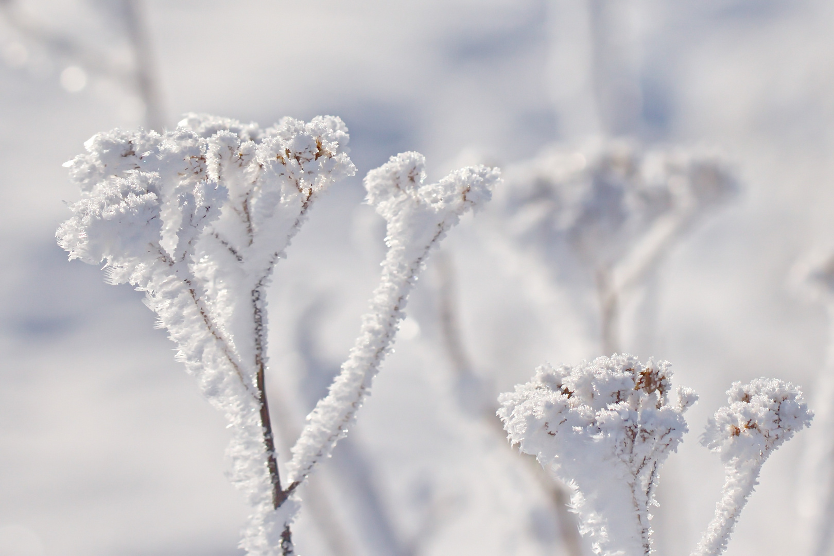 weißer Winterzauber