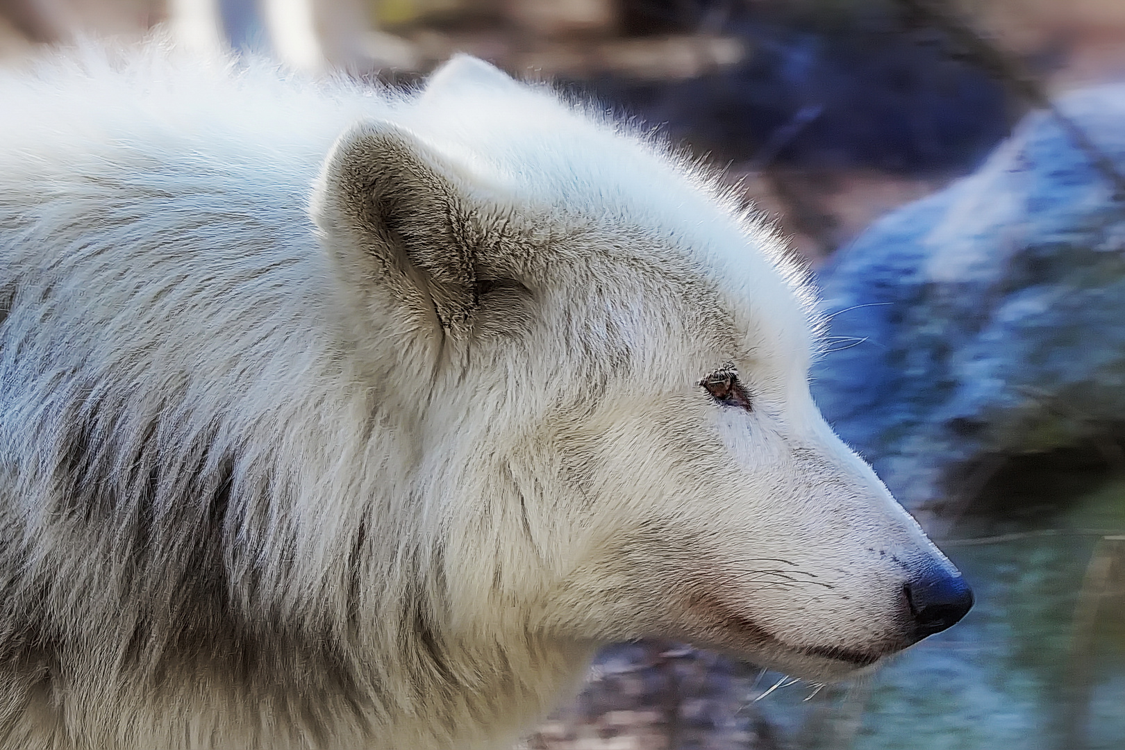  weißer Wolf