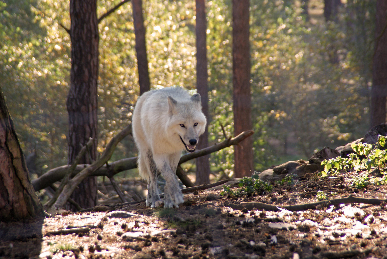 Weißer Wolf