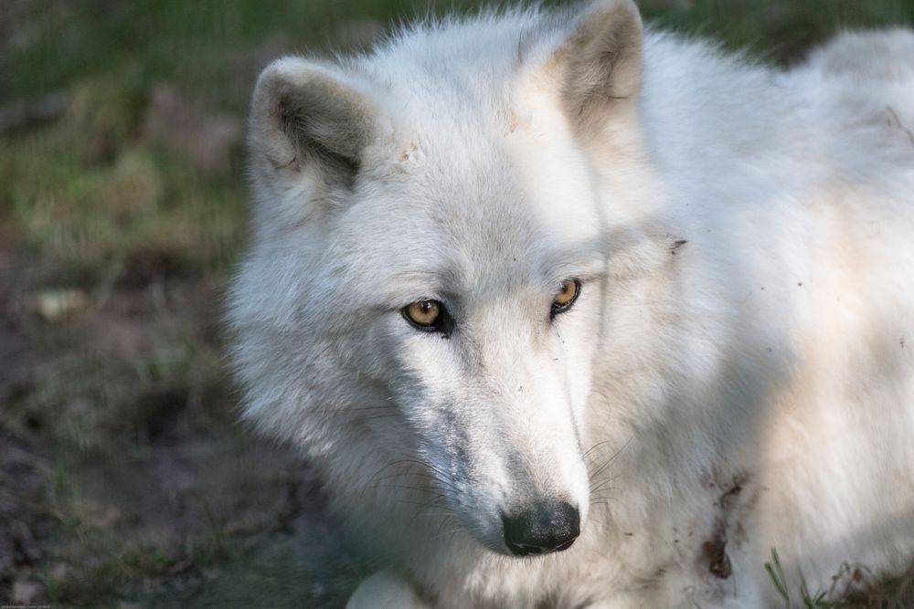 Weißer Wolf Foto & Bild | tiere, wildlife, wildlife: sonstige tiere