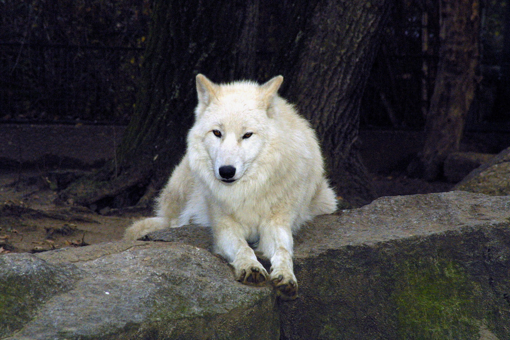 Weißer Wolf