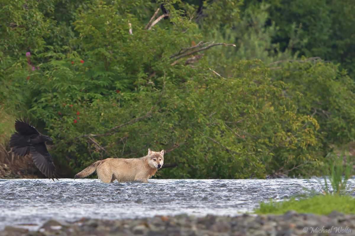 Weißer Wolf, den Fluss durchschreitend