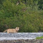 Weißer Wolf, den Fluss durchschreitend