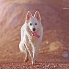 Weißer Wolf in Wüste gesichtet...