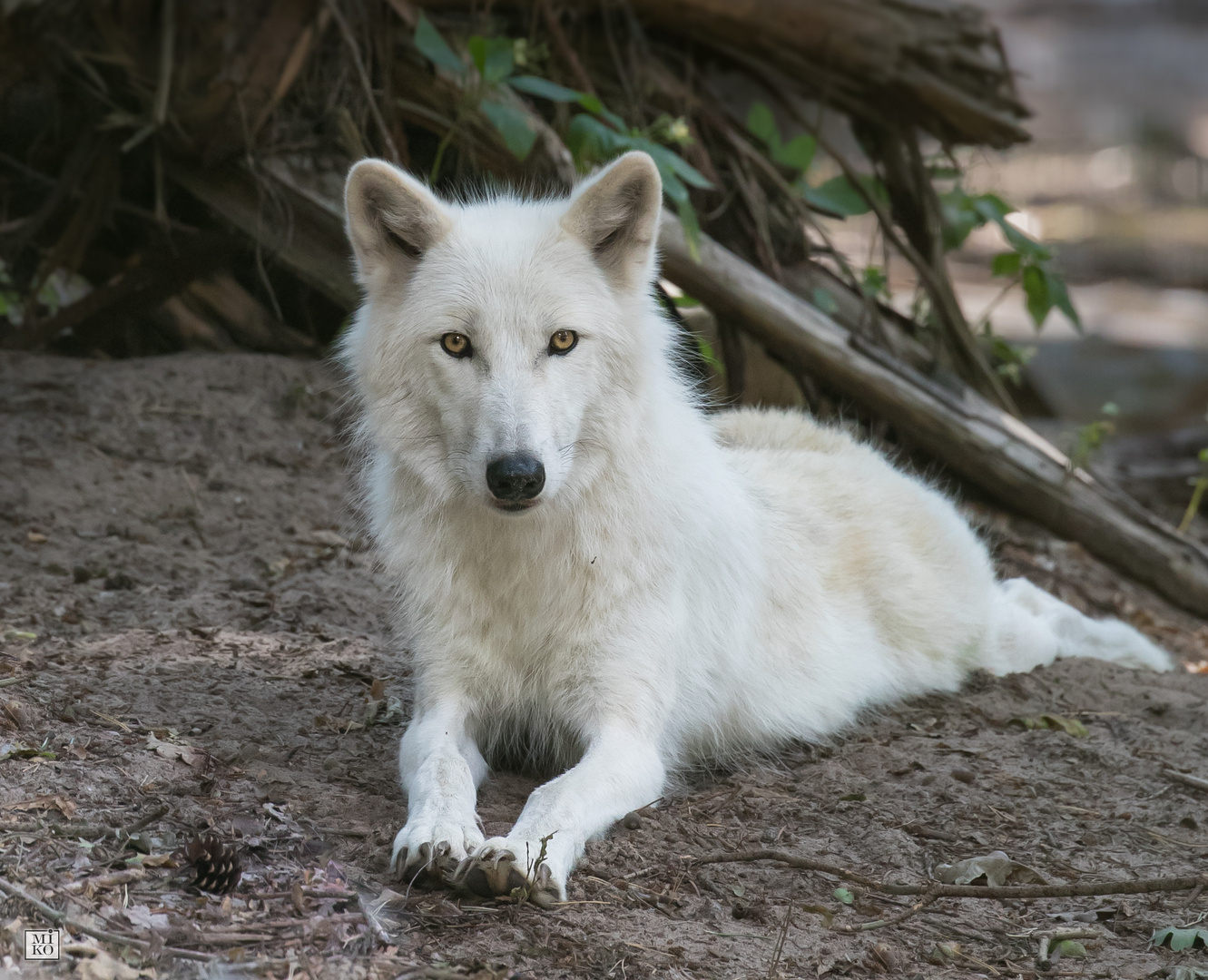 Weißer Wolf / Kanada-Wolf