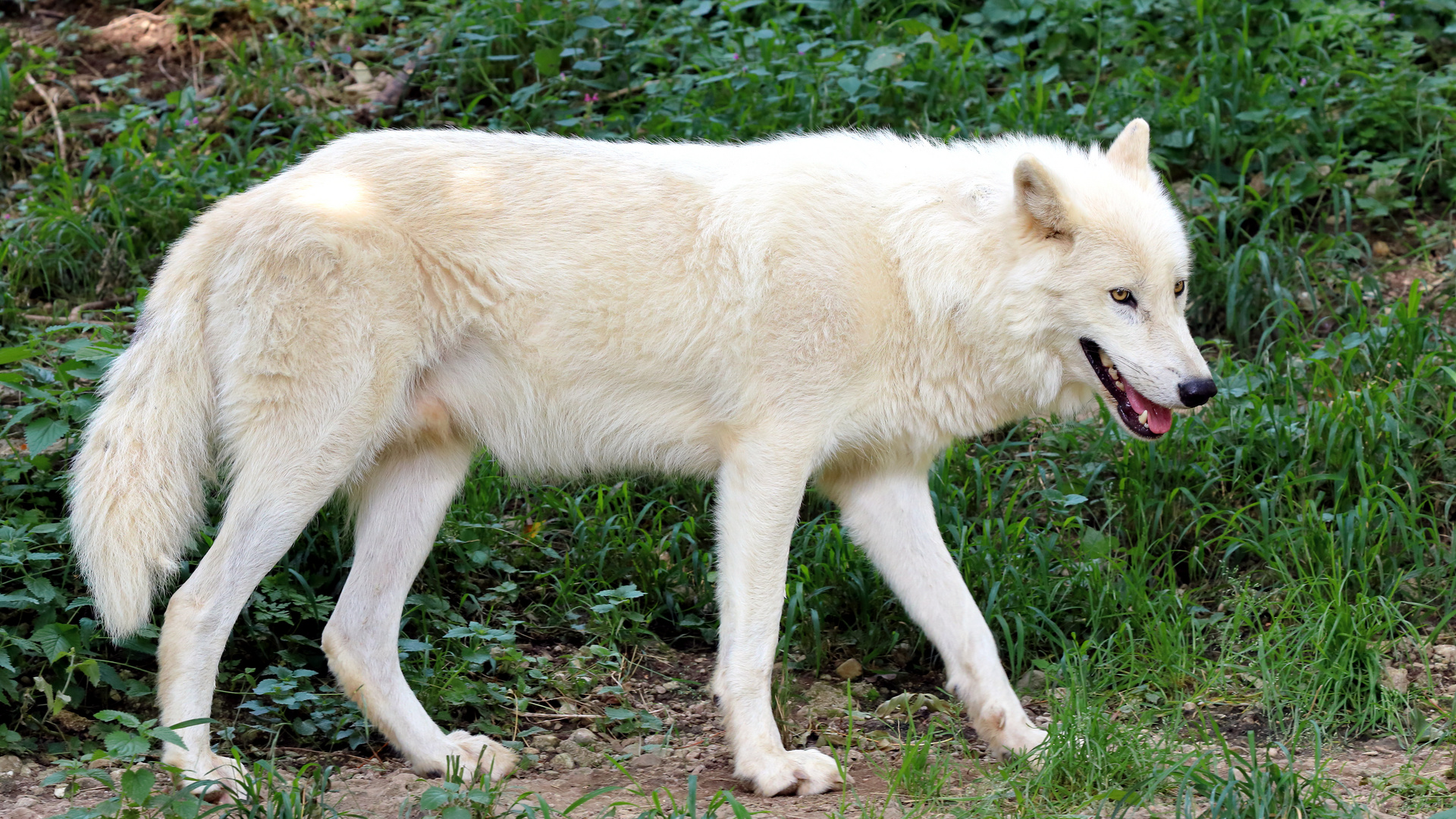 Weißer Wolf - Salzburger Zoo (01)