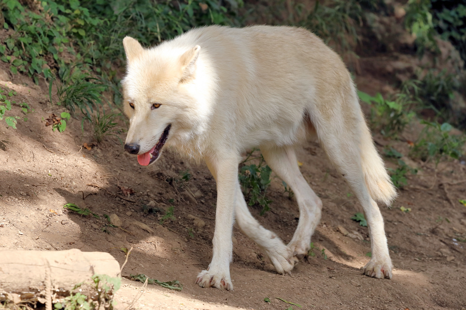 Weißer Wolf - Salzburger Zoo (02)