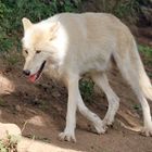 Weißer Wolf - Salzburger Zoo (02)